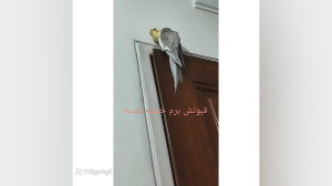 آواز عروس هلندی نر