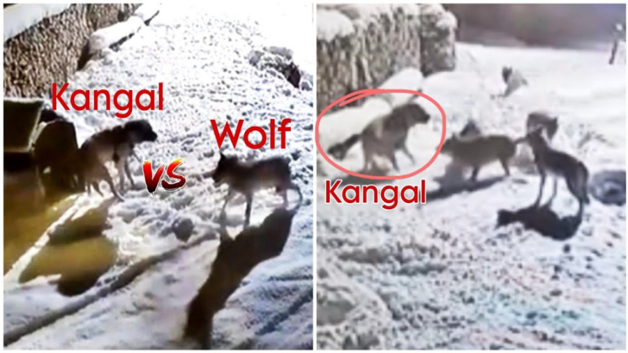 سگی که به تنهایی دسته ای از گر...