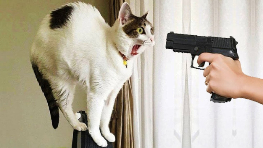 گربه بامزه  گربه های خنده دار...