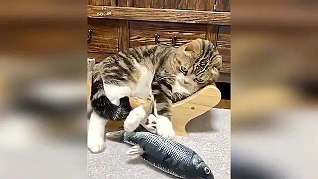 حیواناتی که حرف میزنند طنز