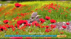 نه پیدا  مسعود مفیدی