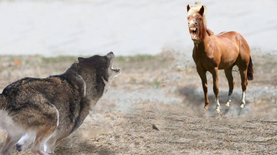 احاطه کردن اسب ها توسط گرگ، دن...