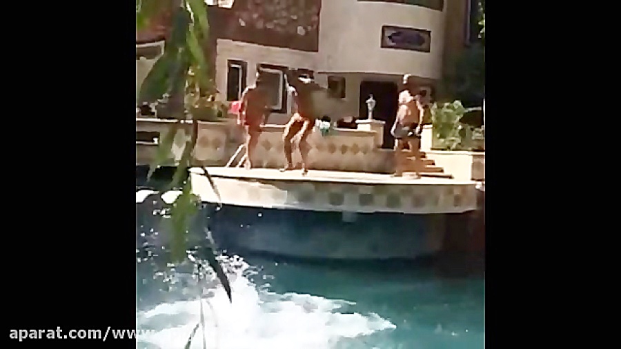 امیر تتلو و دوستاش