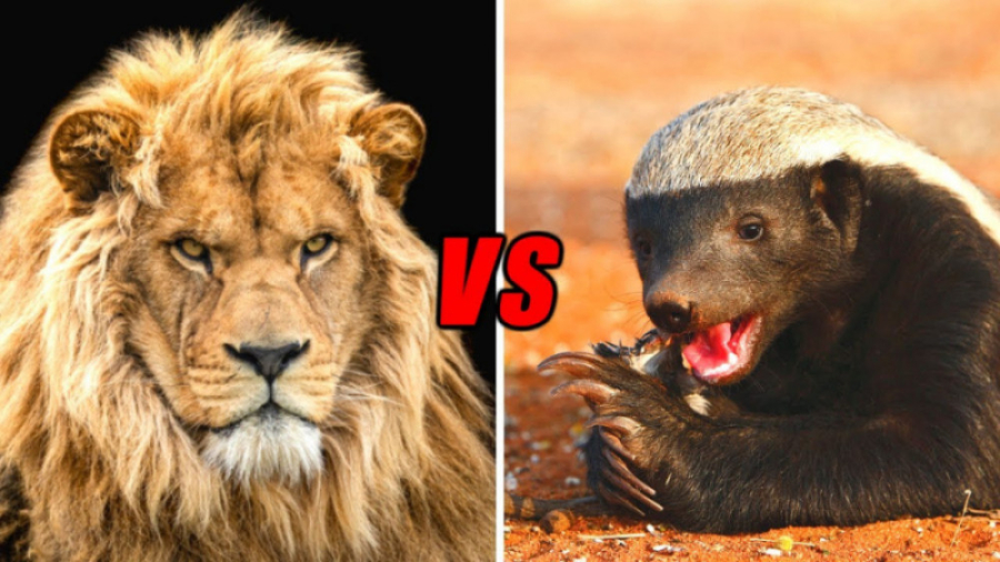 جنگ و نبرد شیرها و گورکن عسل خ...