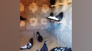 کفتر کبوتر طوقی زاغ ابلق دوکت...