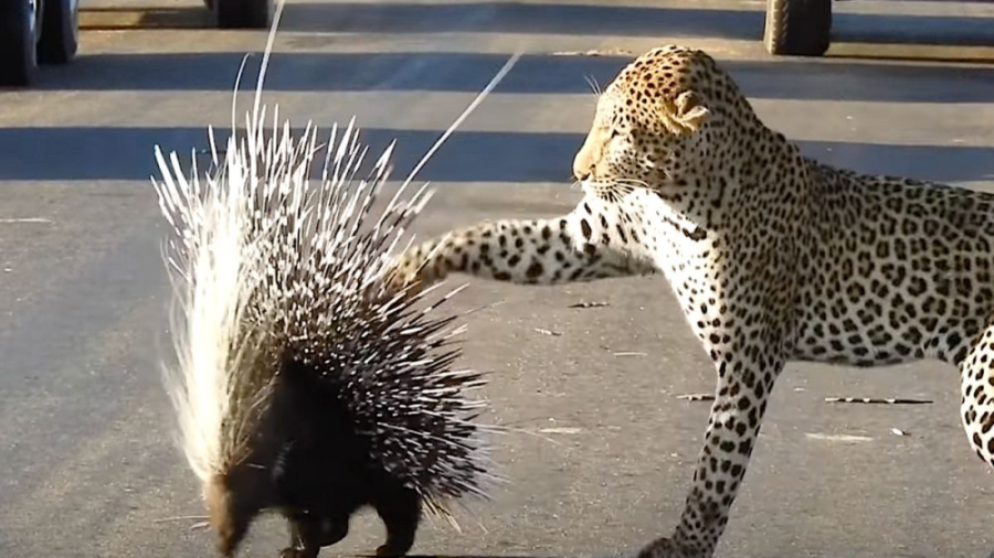 راز بقا حیوانات ، جنگ جوجه تیغ...