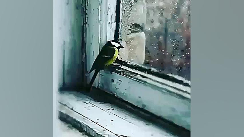 کلیپ عاشقانه || دلم گرفت ای همنفس   || میکس عاشقانه || عاشقا..