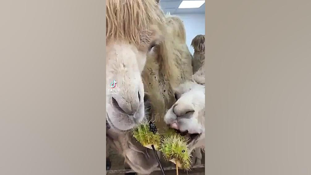 کاکتوس خوردن شتر ها