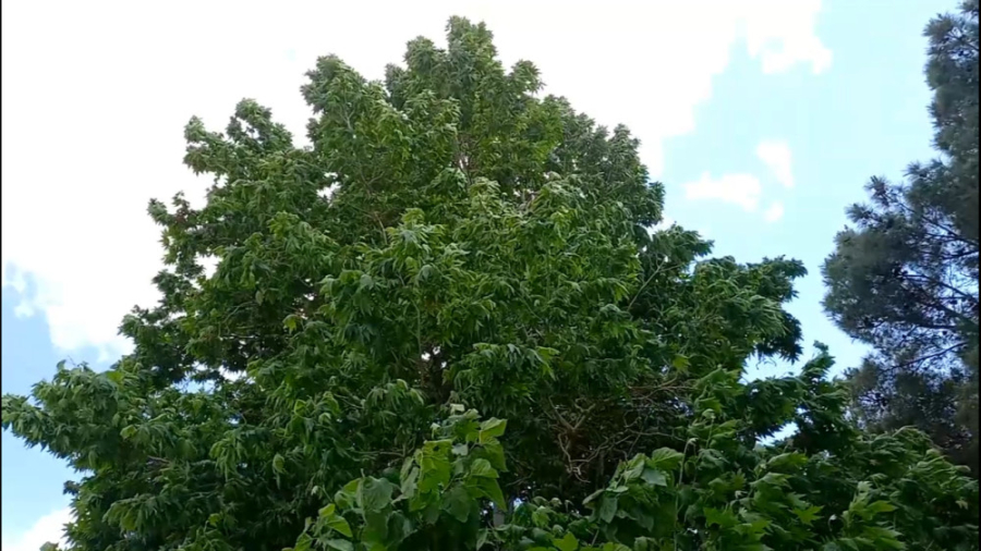 مقاومت درختان ریشه دار در براب...