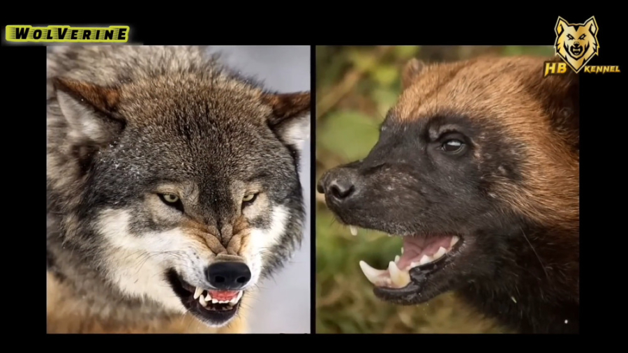 ولورین گرگ را زد 2023 ولورین ش...