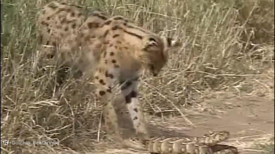 15 لحظه وحشیانه شکار شیرهای کو...