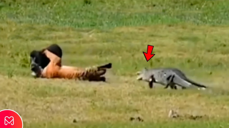 حمله ببر و نزدیک شدن کروکودیل...