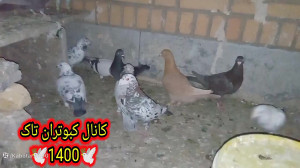 پرواز کبوترای داخل حیاط واتفاق...