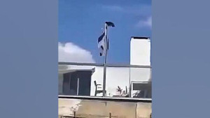 کلاغ پرچم اسرائیل را پایین کشی...