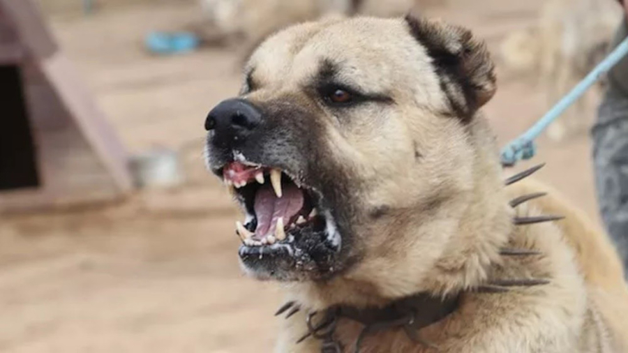 سگ کانگال در مقابل خشن ترین حی...