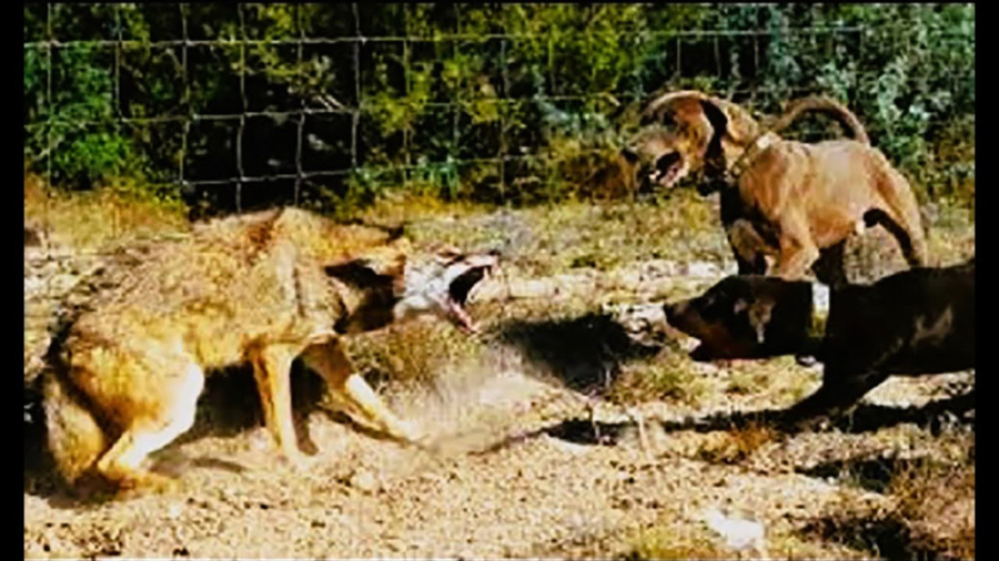 شدیدترین حملات سگ های عربی سال...