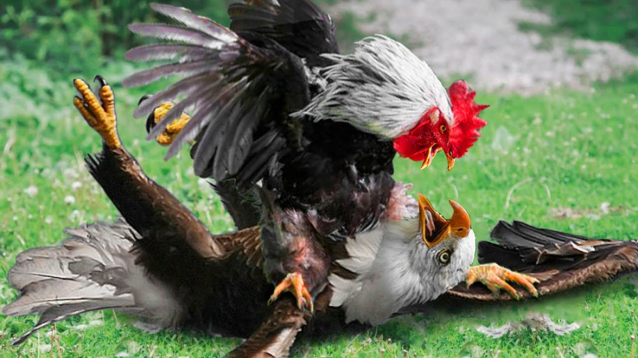 جنگ نفس گیر خروس با عقاب! قدرت...