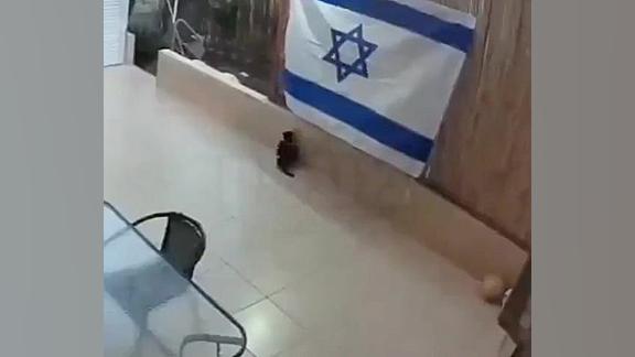 بعد از کلاغ حالا گربه پرچم اسر...