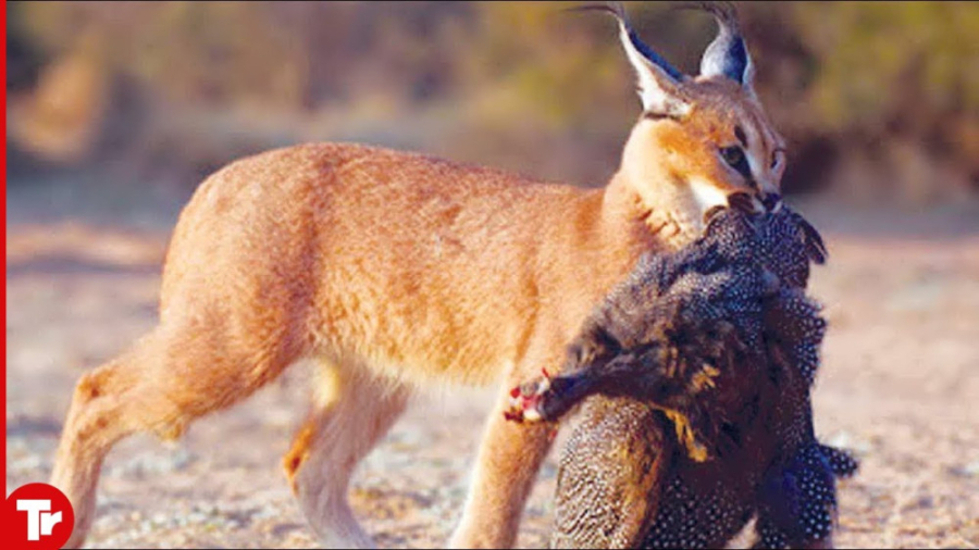 این گربه کوچک است اما شکارچی م...