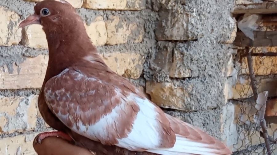 نکاتی در مورد جوجه کبوترای دمب...