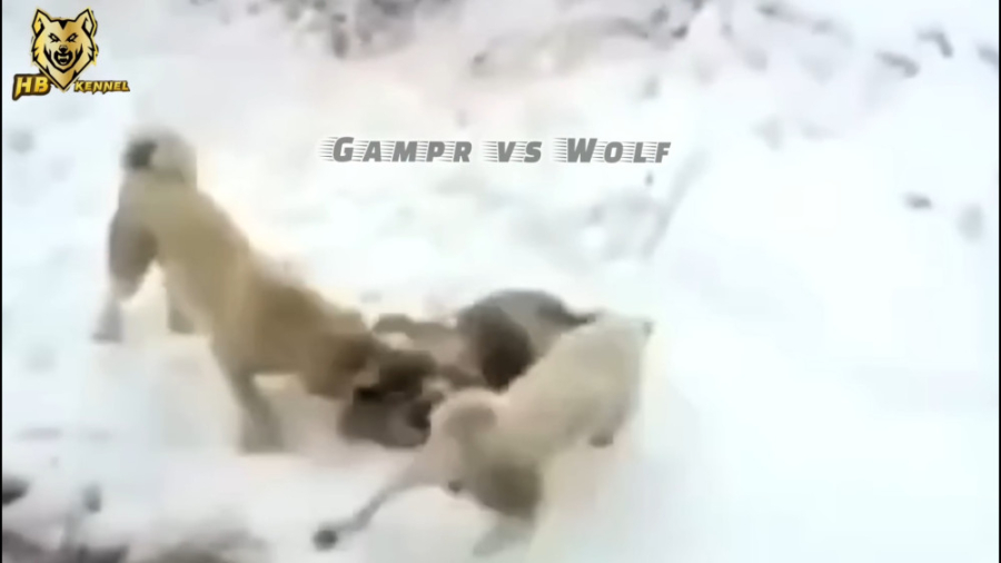 سگ های وحشی دام  سگ نگهبان  حم...