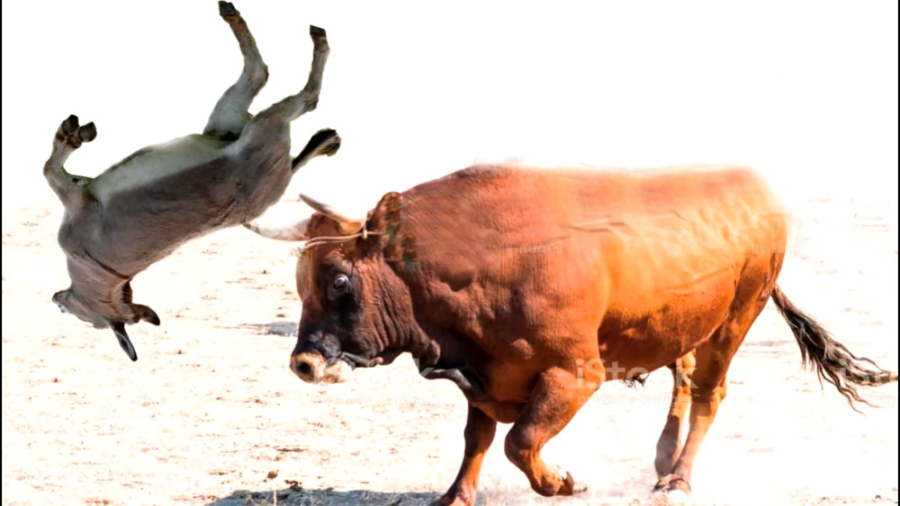 گاو خر را پرتاب کرد. قدرت نمای...
