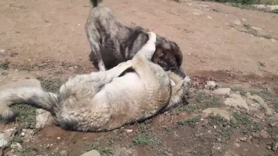 جنگ و نبرد سگ کانگال با گرگ 20...