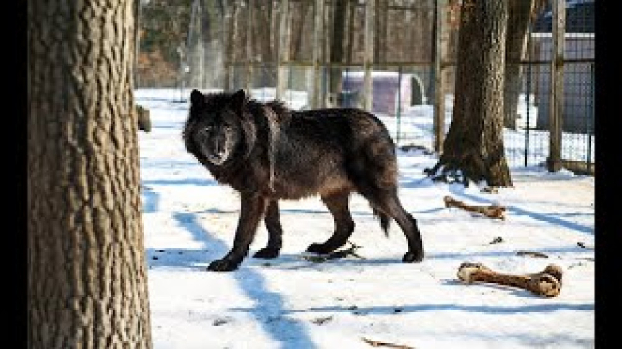 سگ های گرگینه خشن ترین و خطرنا...