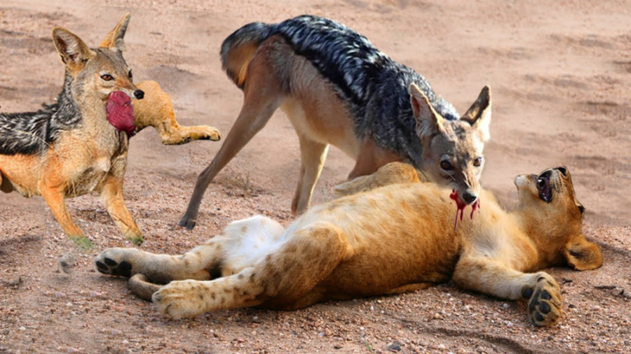 دنیای حیوانات وحشی 2023  شغال...