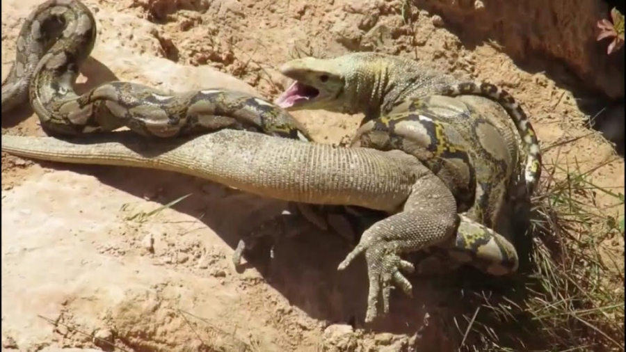 دنیای بی رحم حیوانات | جنگ کوم...