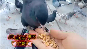 نکاتی در مورد دان کبوترای پرشی...