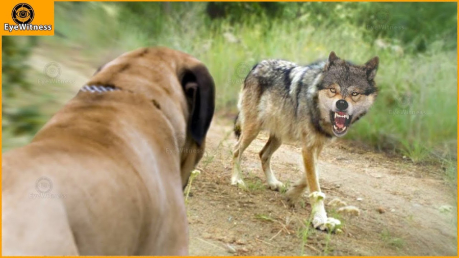 نبرد حیوانات  نبرد وحشتناک سگ...