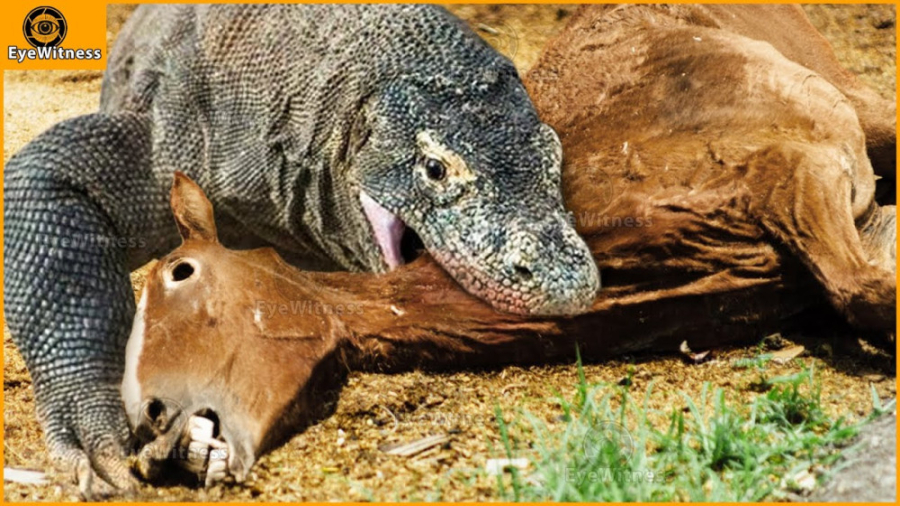 شکار وحشتناک و دردناک اسب  دلش...