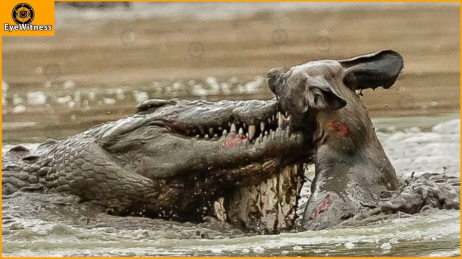 نبرد های دیدنی سگ های وحشی در...