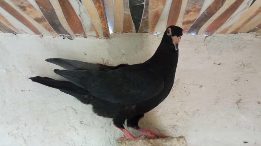 دان خوردن همه کبوترام به همراه...