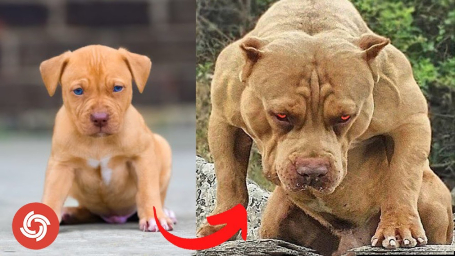 تبدیل حیوانات به هیولا  بهترین...