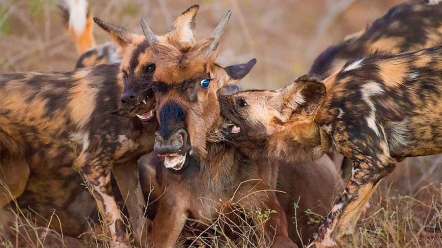 سگ های وحشی کفتار در عمل  سگ ه...