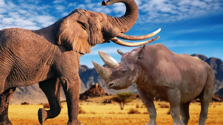 راینو در مقابل فیل چه کسی فیل...