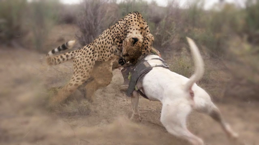 سگ قوی پلنگ را شکست داد! جنگ د...