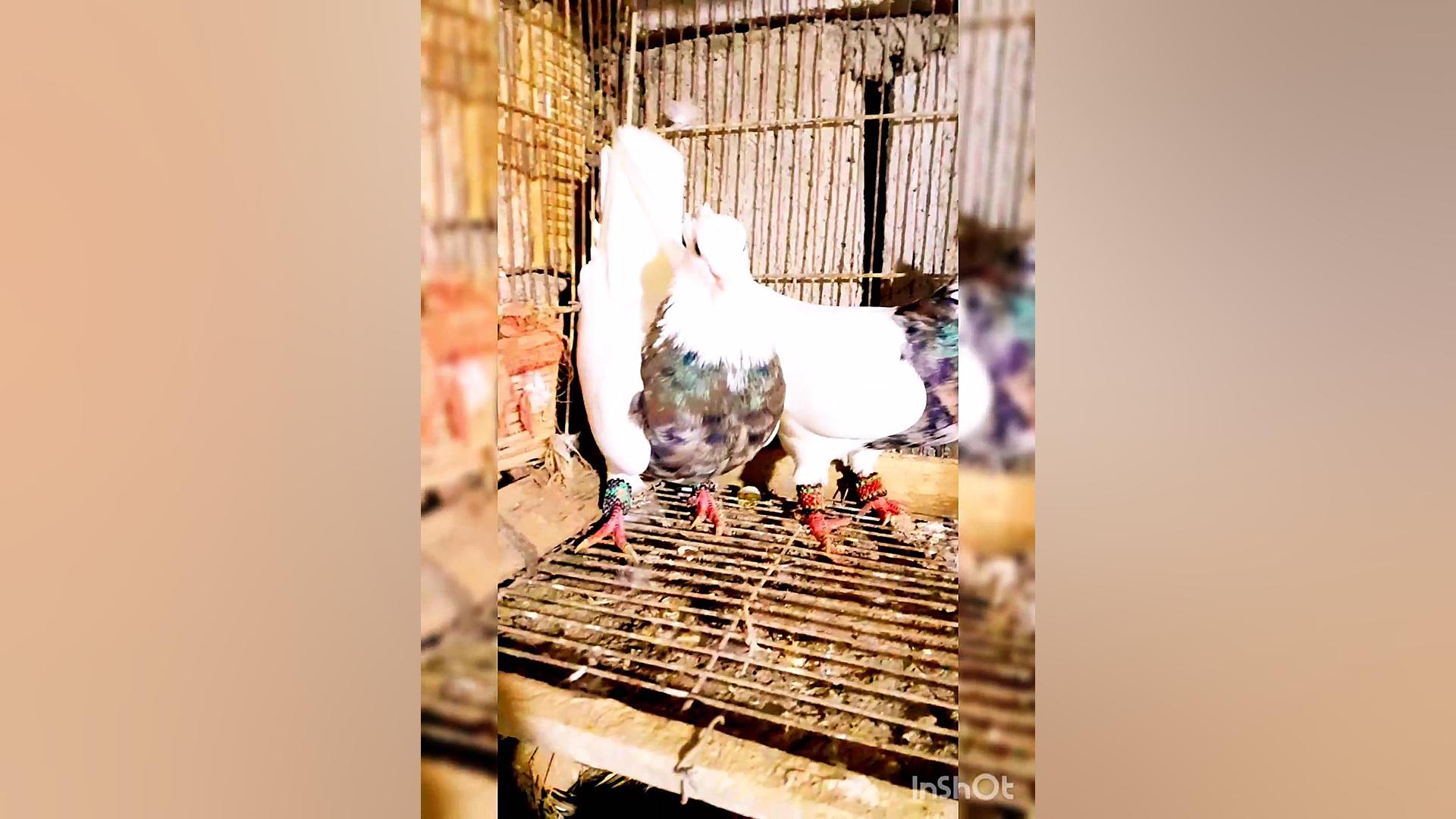 کبوتر طوقی الماسی