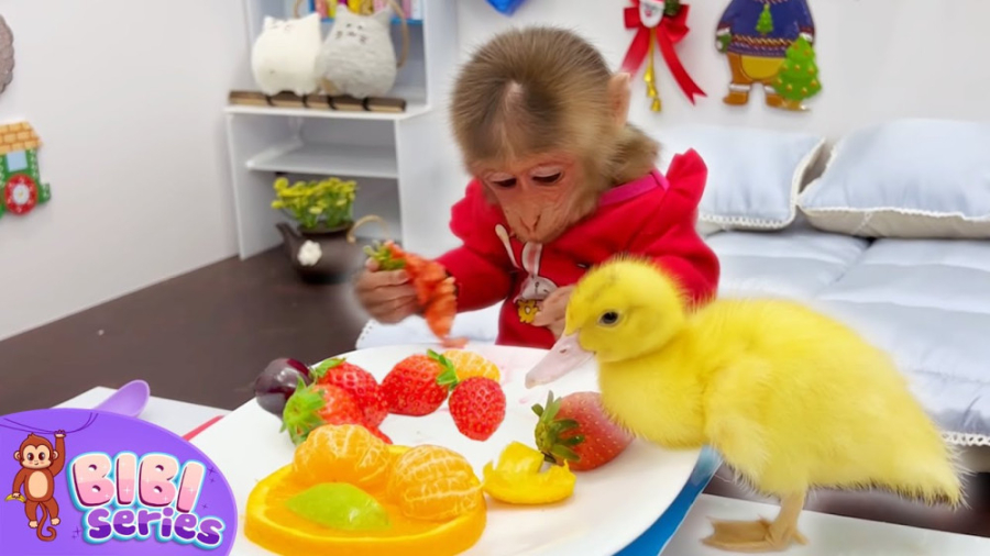 میمون کوچولو به خرید می رود و...