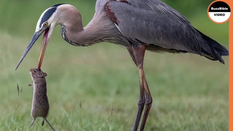 بلعیدن سنجاب توسط هرون | مستند...
