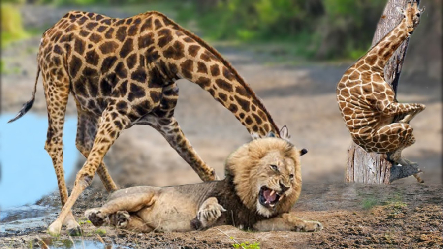 مستند حیوانات وحشی | حمله شیر...