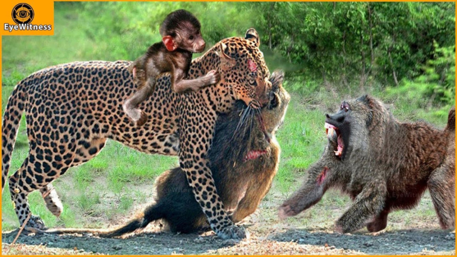 نبرد دیدنی بین پلنگ و بابون 20...