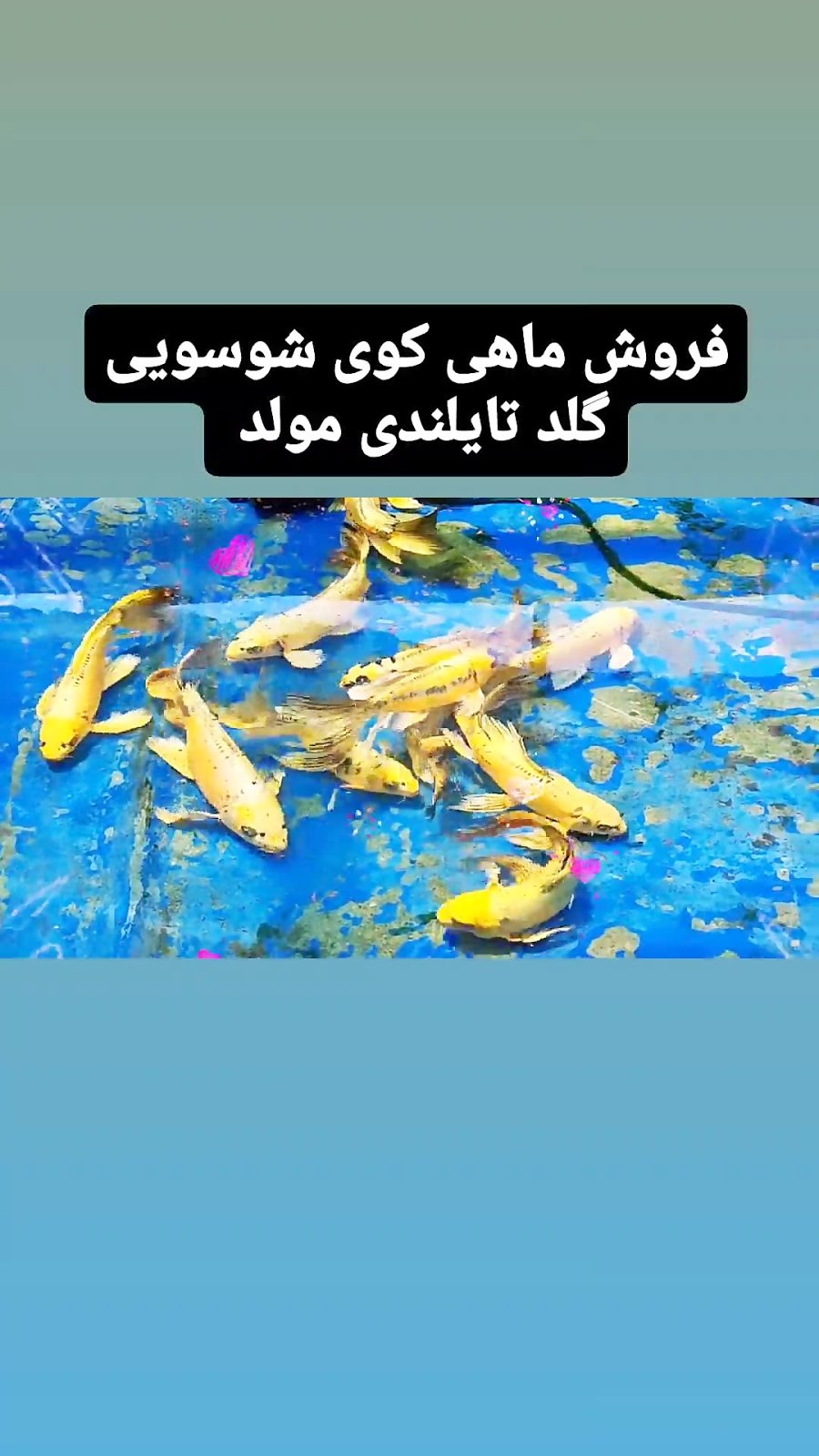 فروش ماهی کوی چرم سوپر باله بلند گلد تایلندی مولد