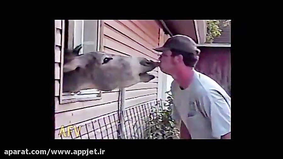 بوس کردن الاغ (خنده دار)