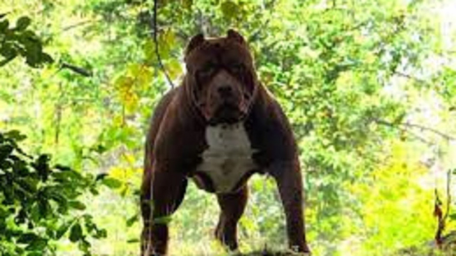 جنگ حیوانات وحشی  سگ پلنگ ببر...