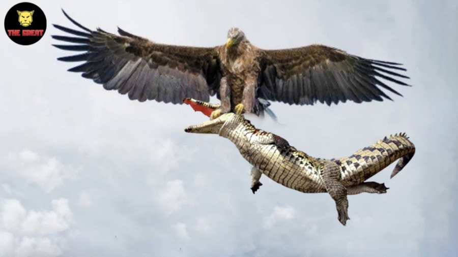 وقتی عقاب گرسنه شکار می کند چه...