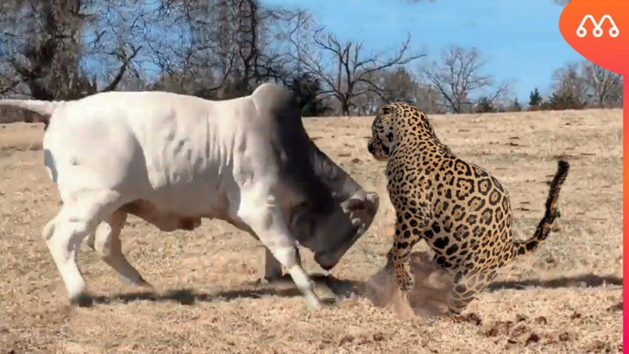 وقتی گاو نر با جگوار روبرو می...