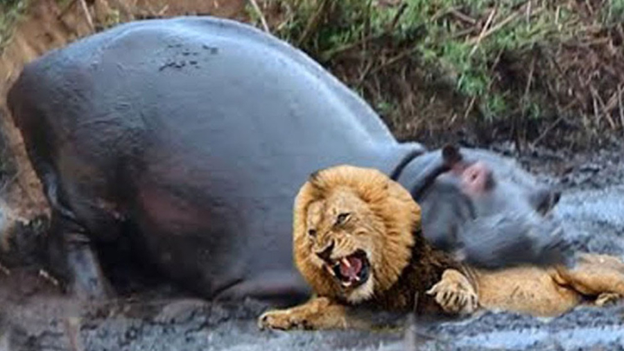 اسب آبی مرگبارترین حیوان آفریق...